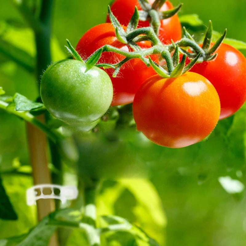 Reusable Plant Support Clips for Tomatoes, Vegetables & Garden Plants