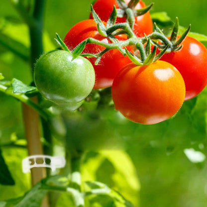 PlantGuard™ – Easy Plant Supports for Stronger and Healthier Plants [50% Off]