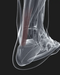 Plantar Fascia Night Splint with Adjustable Straps & Open Heel