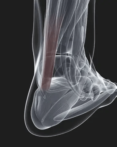 Plantar Fascia Night Splint with Adjustable Straps & Open Heel