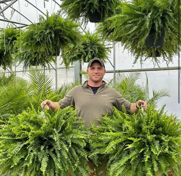 GreenGlow™ – Realistic Artificial Boston Fern for Decorative Green Interior Design [50% Off]